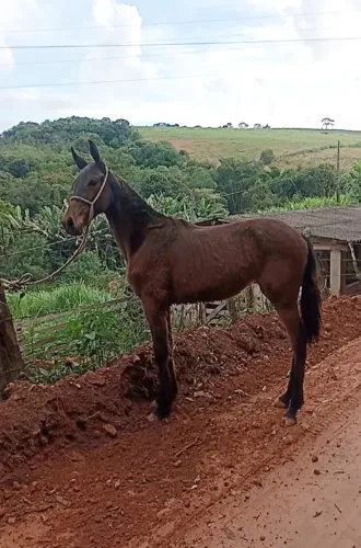 Potra MM à venda!