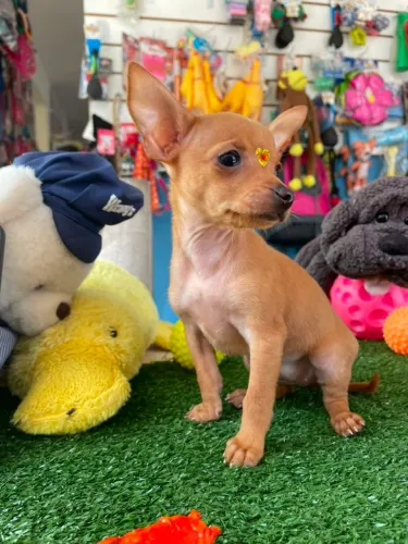 Filhote de pinscher miniatura cor dourada