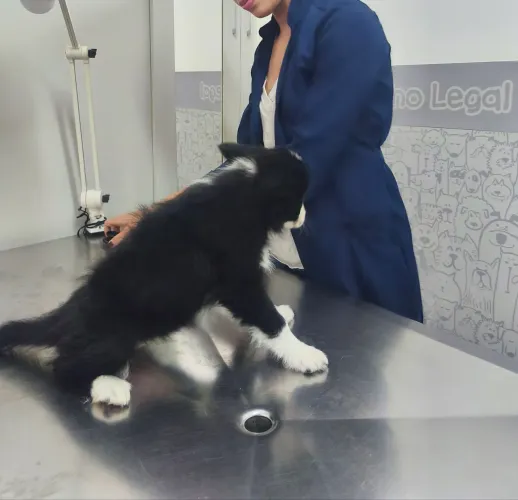Linda filhote de Border Collie 