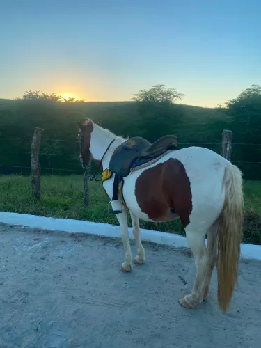 Égua luxo