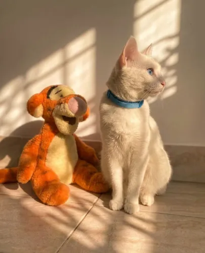 doa-se 2 gatos branco e preto