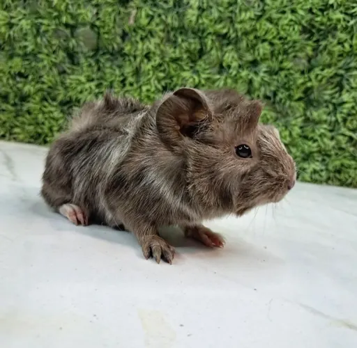 Porquinho da india