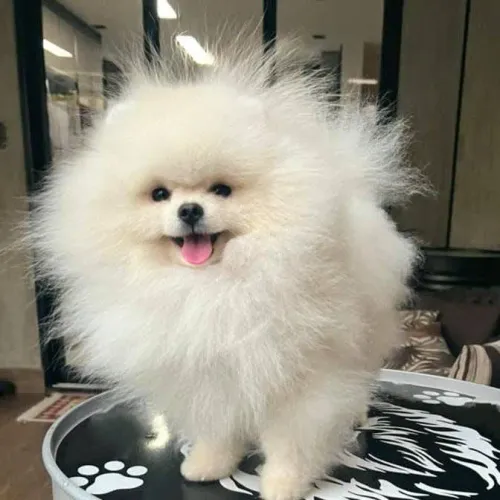 Lulu da Pomerânia anão