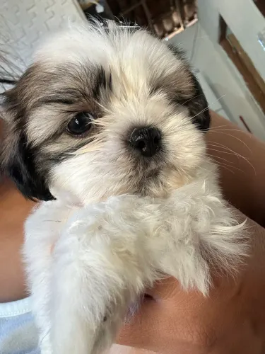 Shih tzu disponível 2 fêmeas 