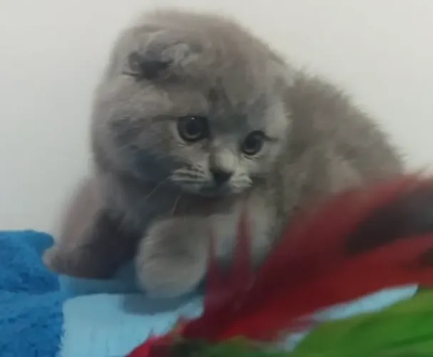  Scottish Fold fêmea lindíssima - puro charme e delicadeza