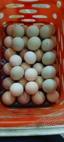 Ovos galados de caipirao