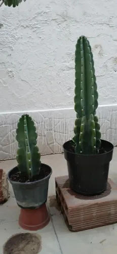 Planta suculenta, Cactos Mandacaru sem espinho 
