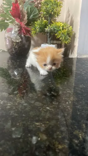 GATO PERSA AMARELO E BRANCO MACHO CARUARU
