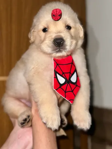 Golden Retriever macho 
