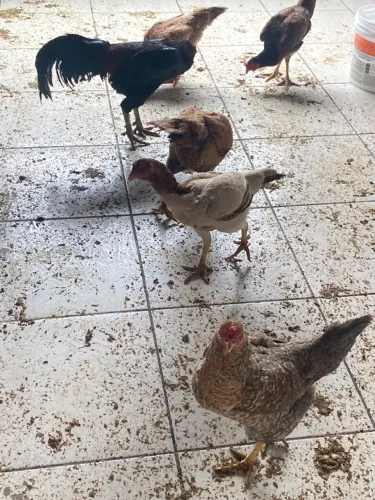 Galinhas botando ovo