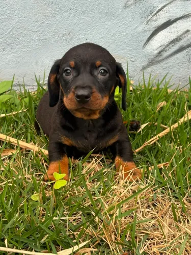 machos dachshund