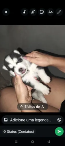 Husky siberiano filhote 
