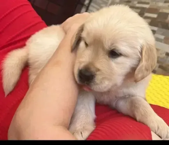 Cachorros pra doação