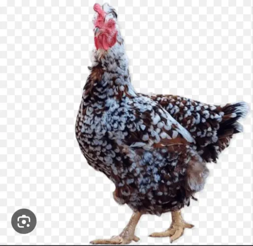 Ovos gsb 