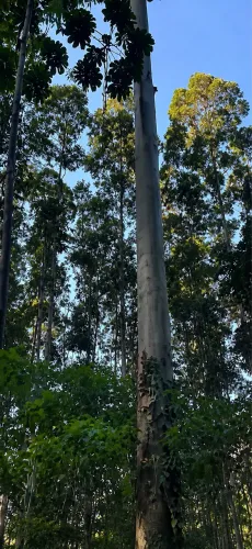 MATO DE TORAS DE EUCALIPTO