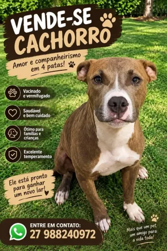 Vende-se filhotes de Pitbull