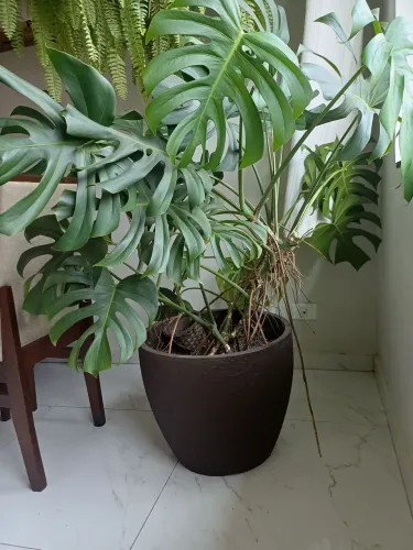 Planta Costela de Adão