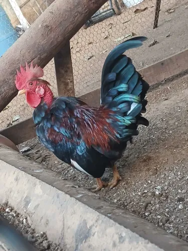 Galo ganize disponível