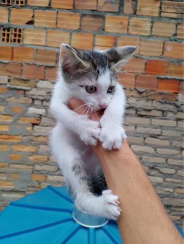 Gato Filhote