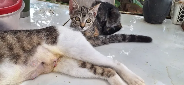 GATOS