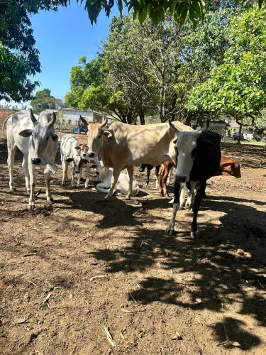 Vacas paridas