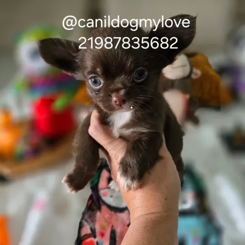 Chihuahua Top Chocolate Pelo longo macho 3 meses 2 vacinas! Aceito cartão