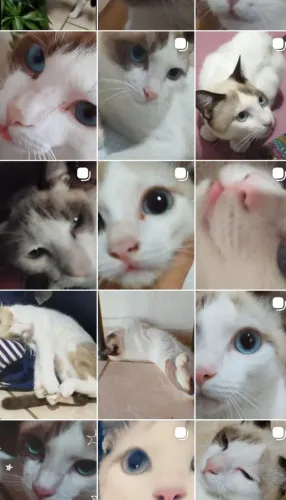 Gato para doação 