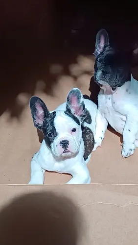 Buldog francês fêmea( 6xsem juros) 