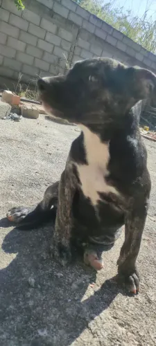 American Bully pocket 