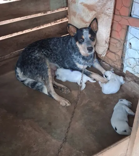 Filhote de blue heeler 