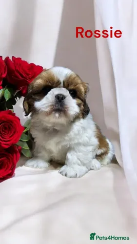 Cãozinho shih tzu/shitzu dócil e saudável pronto para entrega