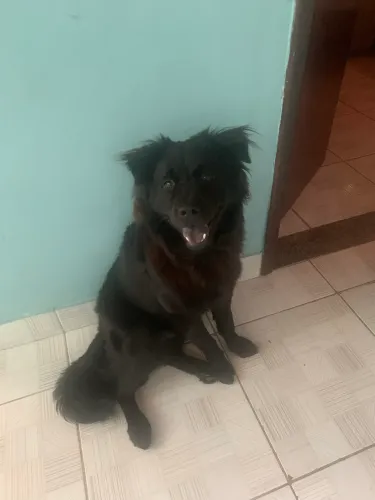 Dog chow chow