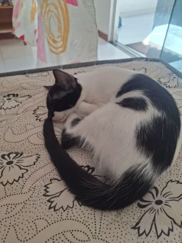 Doa se lindo filhote de gato
