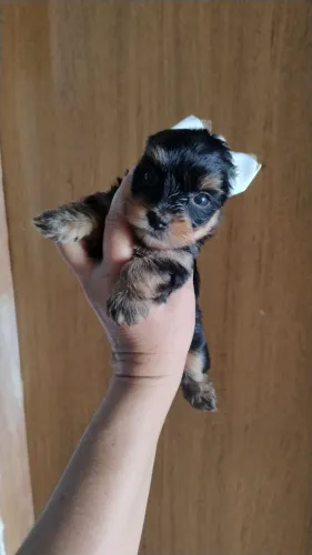 Yorkshire terrier mini