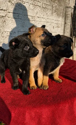 Filhotes Pastor Belga malinois
