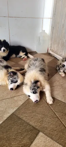 Border Collie Macho e Fêmea 