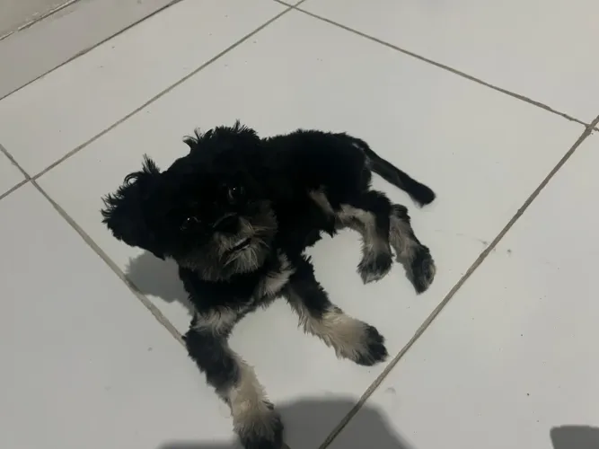 Vendo