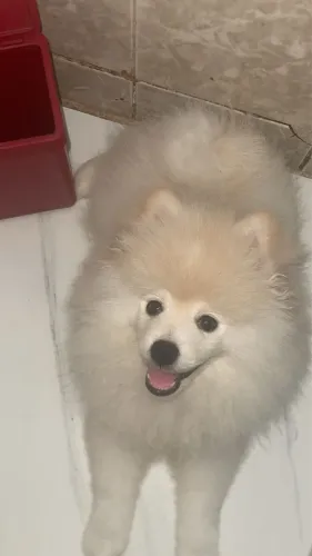Cachorro Spits alemão, 7 meses