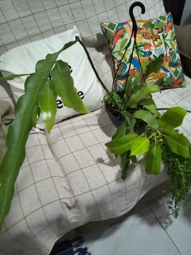 Planta Dama da Noite Grande