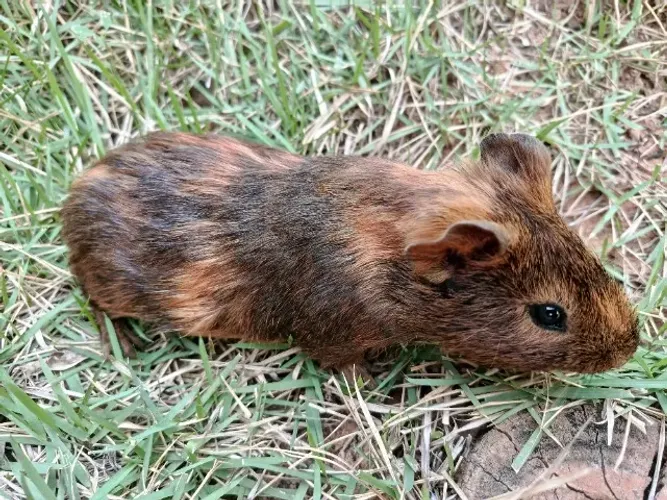 Porquinho da índia