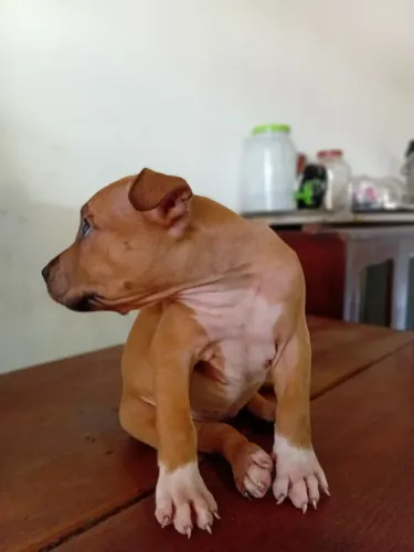 Pitbull