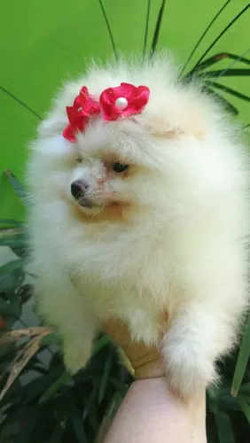 Lulu da Pomerânia baby face