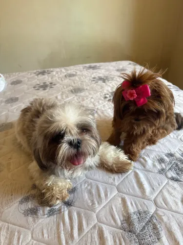 Cachorro shit tzu