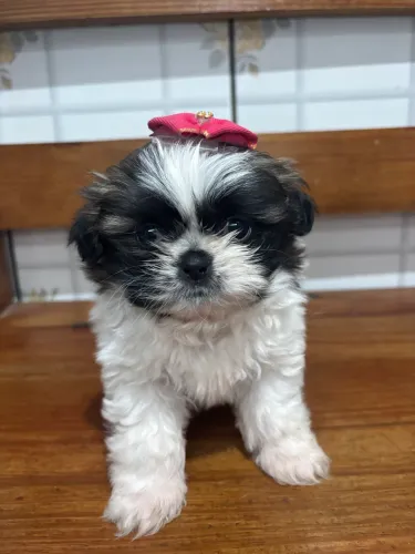 Shihtzu fêmea