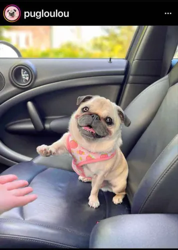 Filhote pug, Nada como um filhotinho para espalhar amor por onde passa!