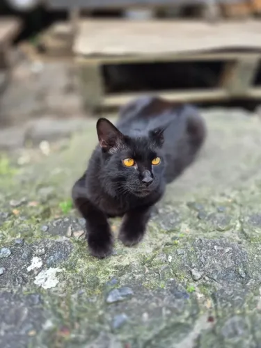 Gata linda, 1 ano, já castrada