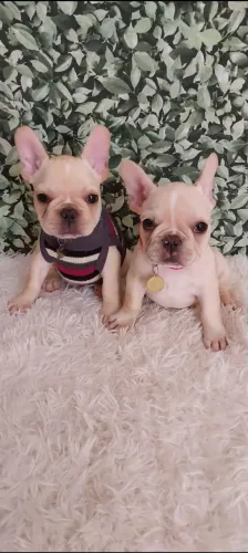 Bulldog francês Micro creme pied de creme 