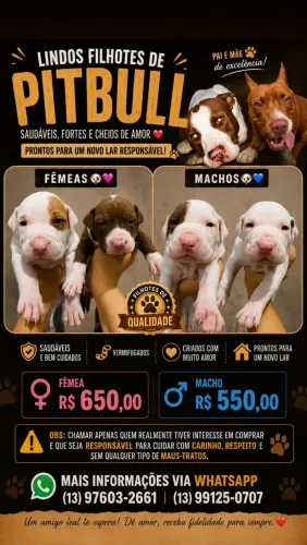 Filhotes de APBT (PITBULL)