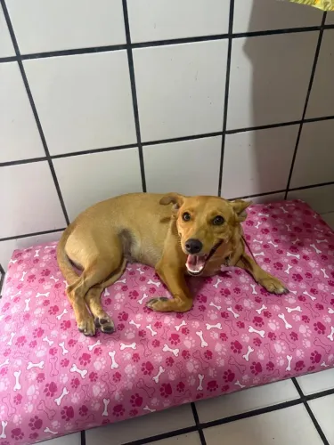 Procura-se namorado para Pinscher 3