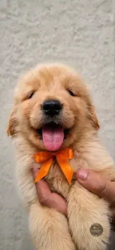Um filhotinho de golden precisando de um lar